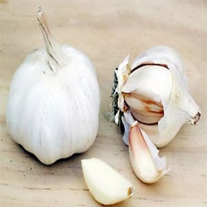 Garlic garlic Bio allicin