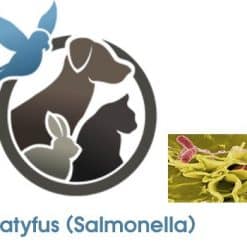 Paratyfus (Salmonella)