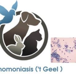 Trichomoniasis ('t Geel )